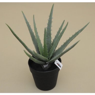 CV18026-2 ALOES W DONICZCE 36CM