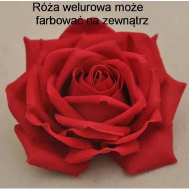 50072VH RÓŻA PAROLE VELVET H 7*12 CM OP.6/72 SZT