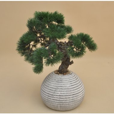 DON03510 DRZEWKO BONSAI W DONICY H43*38CM