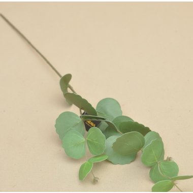 SHC001 EUKALIPTUS PODGUMOWANE 78 CM 6/36 SZT