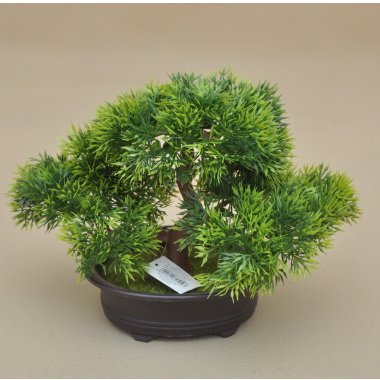 CV32576 BONSAI W DONICZCE H18*25 CM W OP.12 SZT