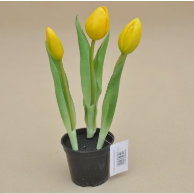 VIP5696/R010 TULIPAN*3 GUMA DONICZKA 24 CM OP.36