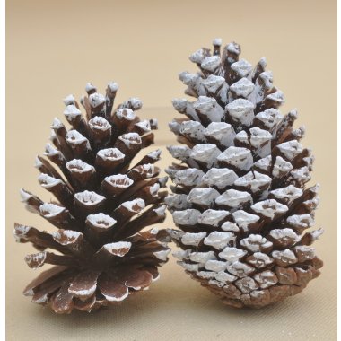 CV37381 SZYSZKI*2 NATURALNE H 12-14 CM