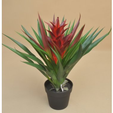GREE037 GUZMANIA W DONICZCE H 60*70 CM