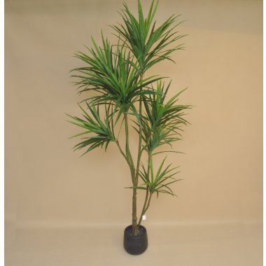 GREE047 DRACENA WOSKOWANA DONICZKA 210 CM