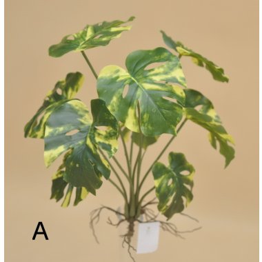 ART IVY12 MONSTERA BUKIET WOSKOWANY W OP.6/36SZT