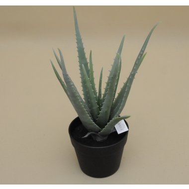 CV18027-1 ALOES W DONICZCE 43 CM