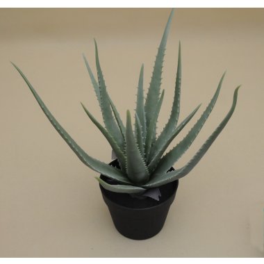 CV18028 ALOES W DONICZCE 50CM