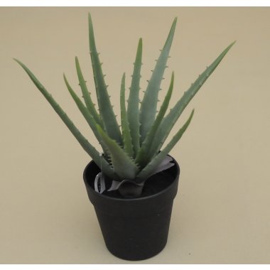 CV18026-1 ALOES W DONICZCE 36CM