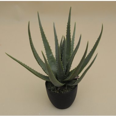 CH09507259GR ALOES W DONICZCE 45 CM